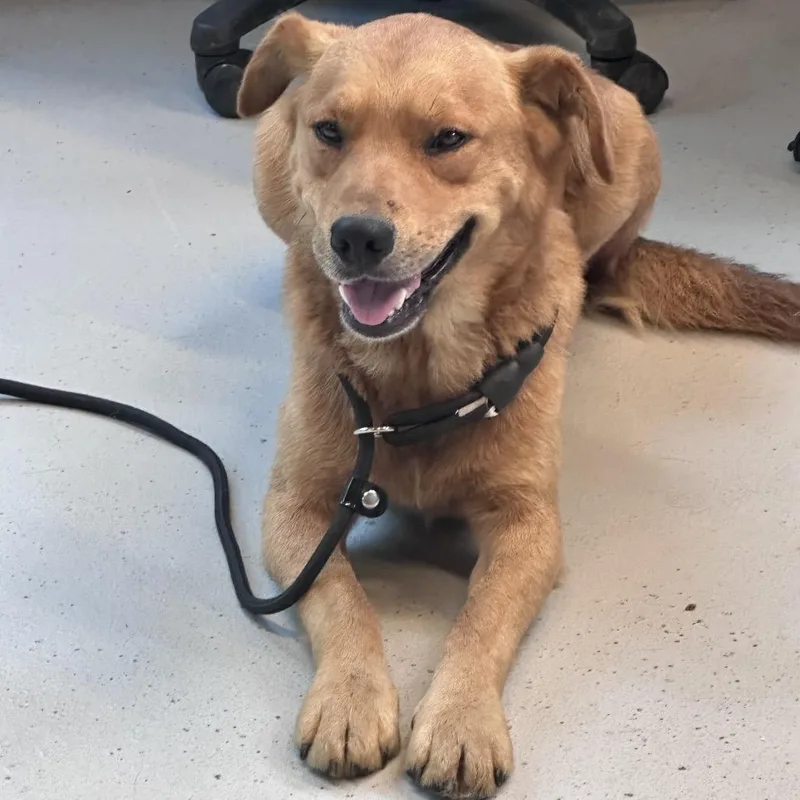 An adult medium-sized male Yellow / Tan / Blond / Fawn Mixed Breed dog named Miles for adoption in Huntington, WV