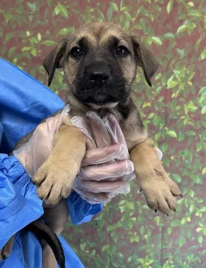 A young small-sized female American Staffordshire Terrier dog named Raleigh for adoption in San Antonio, TX