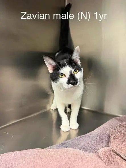 An adult medium-sized male White Domestic Short Hair cat named Zavian  At Petsense for adoption in Amherst, VA