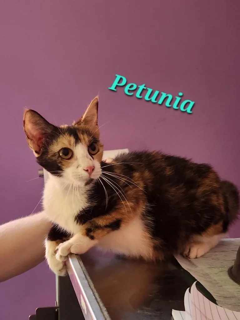 A baby medium-sized female Domestic Short Hair cat named Petunia for adoption in Cambridge, MD