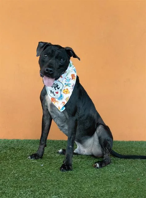 An adult large-sized male Terrier dog named Colton for adoption in Miami, FL