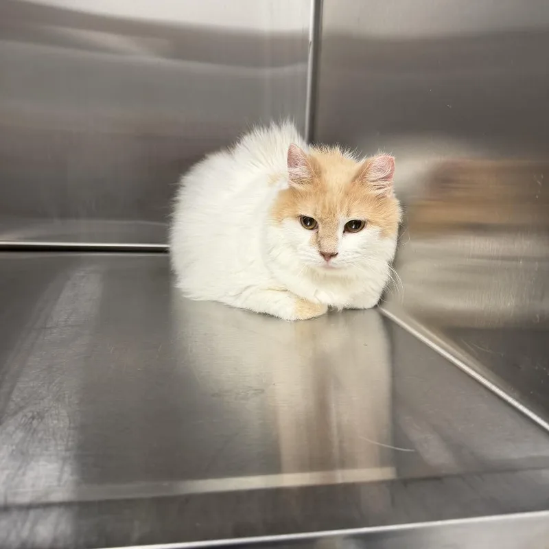 An adult small-sized female White Domestic Long Hair cat named Elsie for adoption in Gonzales, LA