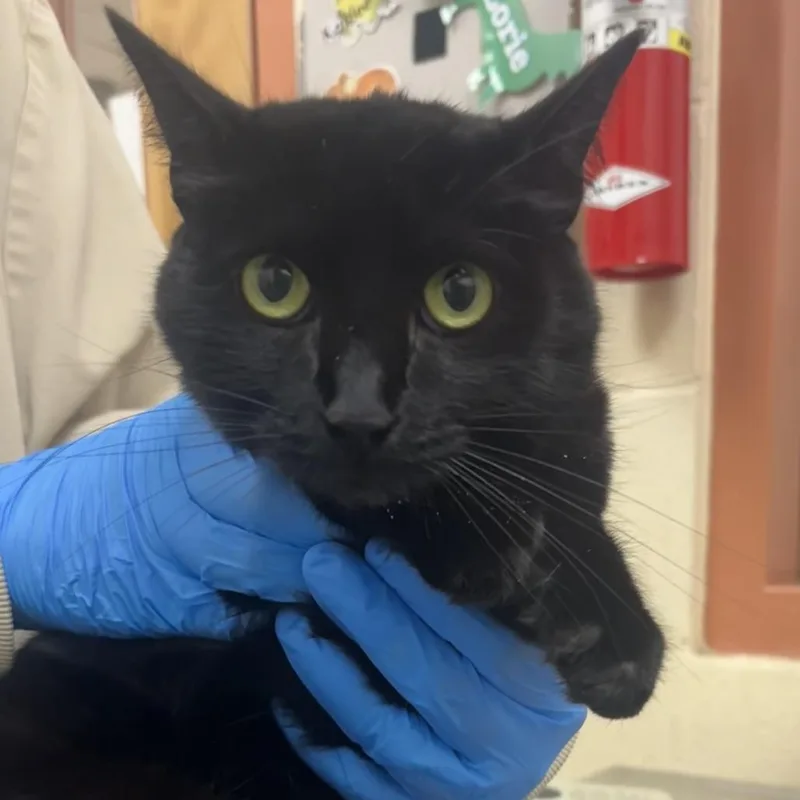 An adult medium-sized female Black Domestic Short Hair cat named Mew Mew$ for adoption in Springfield, MA