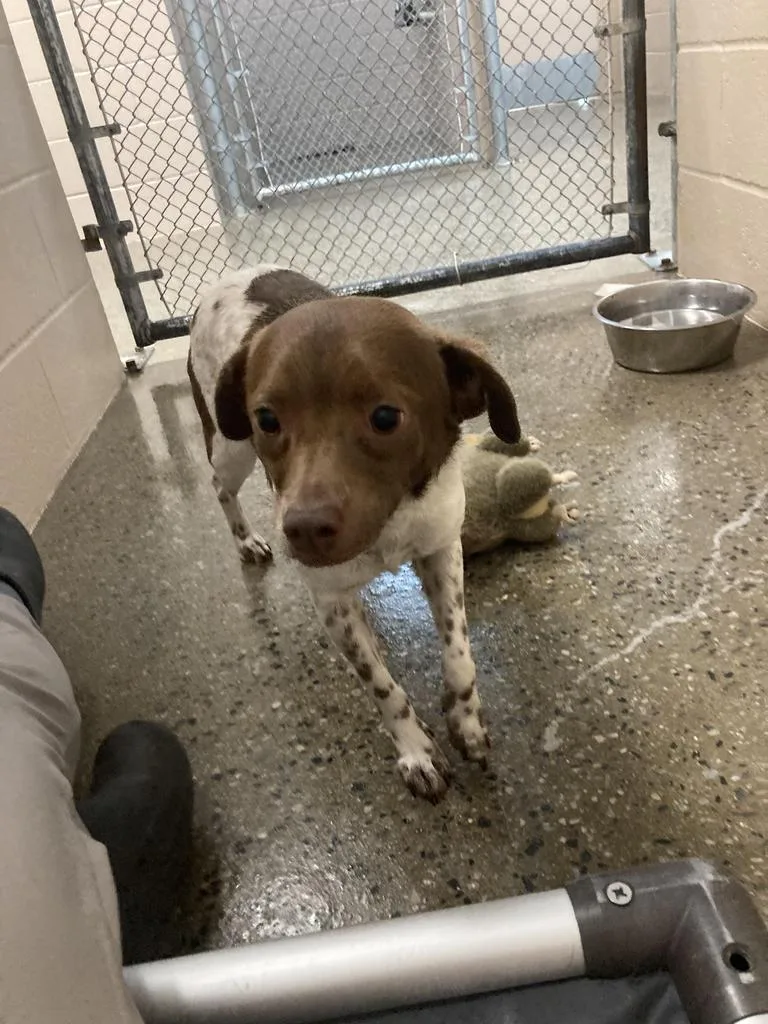 A young medium-sized male Wirehaired Terrier dog named Pluto for adoption in Burnsville, NC