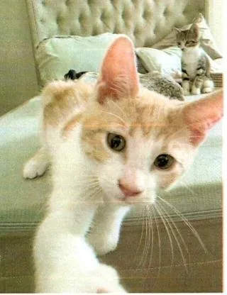 A baby small-sized male Domestic Short Hair cat named Sterling for adoption in Anoka, MN