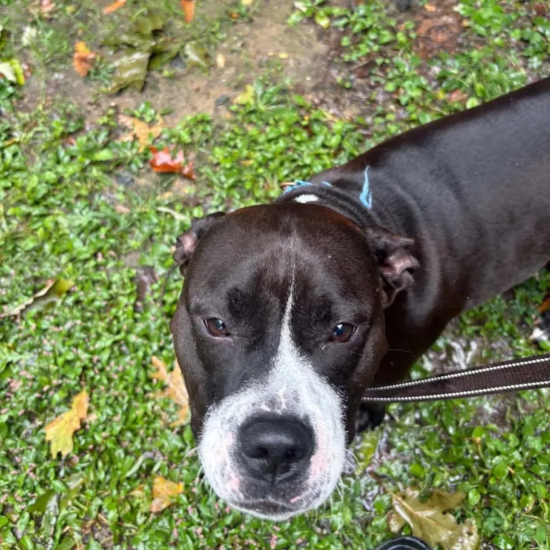 An adult large-sized female Terrier dog named Carrie for adoption in Voorhees, NJ