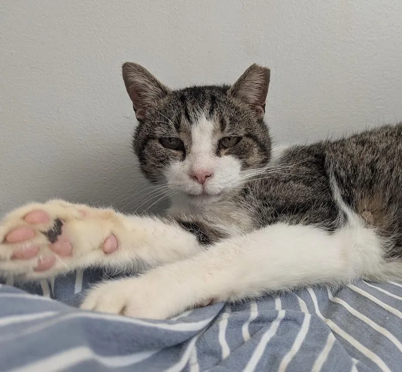 A senior medium-sized male White Domestic Short Hair cat named Herbert for adoption in Alexandria, VA