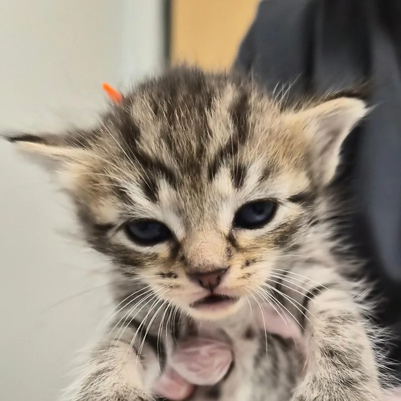 A baby small-sized female Brown / Chocolate Domestic Short Hair cat named Bolognese for adoption in Jacksonville, FL