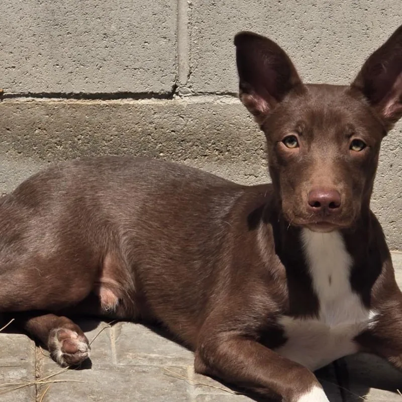 A baby small-sized male Brown / Chocolate Australian Kelpie dog named Luke for adoption in San Diego, CA