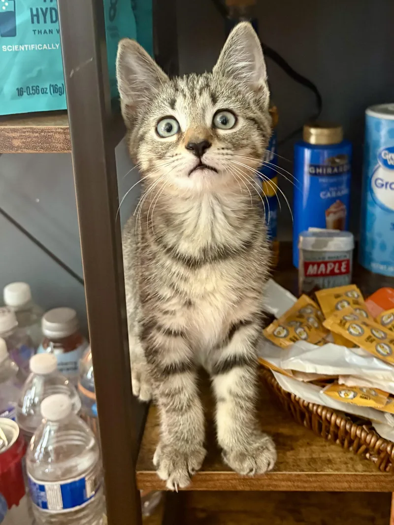 A baby medium-sized female Tabby (Brown / Chocolate) Domestic Short Hair cat named Tulip & Sunshine for adoption in Andover, CT