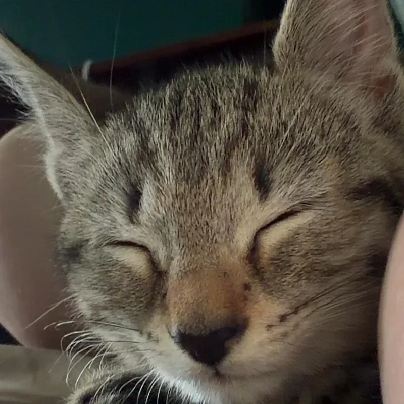 Tulip & Sunshine thumbnail 3