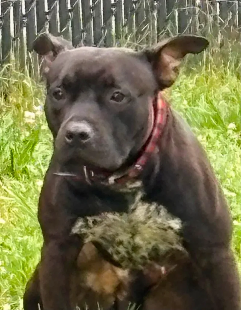 A young medium-sized male American Bully dog named Speckles for adoption in Yonkers, NY
