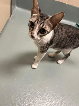 A young medium-sized female Domestic Short Hair cat named Pear for adoption in Irving, TX