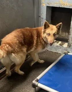 An adult medium-sized female Siberian Husky dog named Debbie for adoption in Stockton, CA
