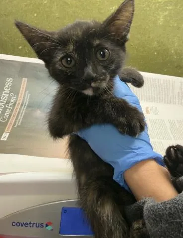 A baby small-sized female Domestic Short Hair cat named Olive for adoption in Riverside, CA