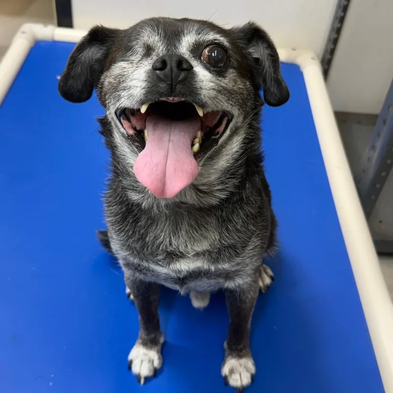 A senior small-sized male Black Pug dog named Jax for adoption in Lake Jackson, TX
