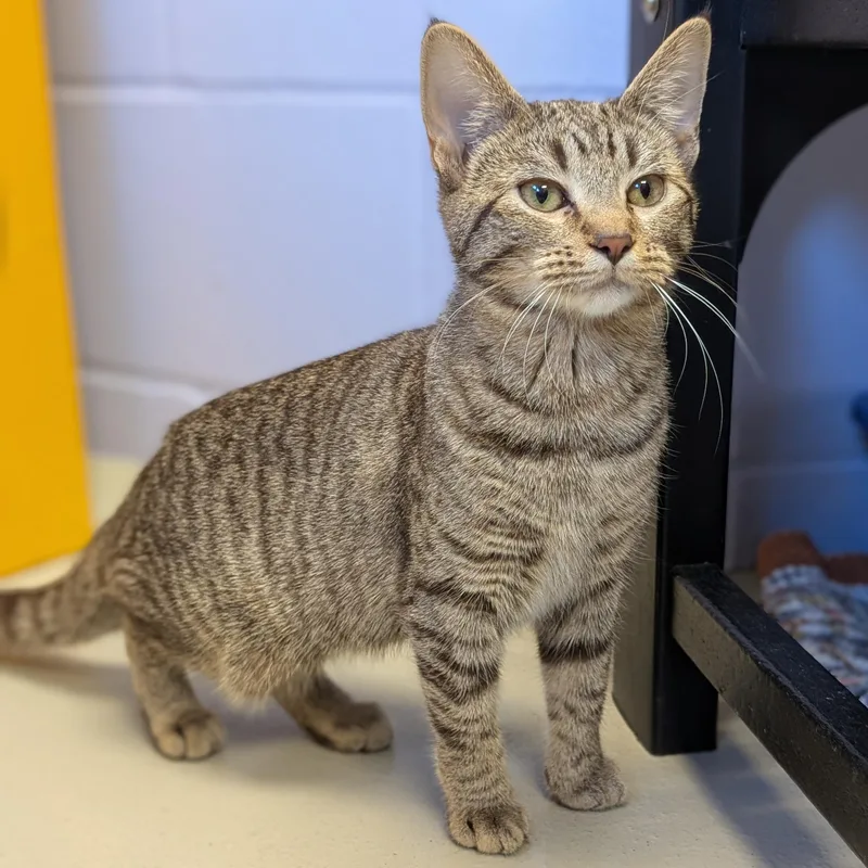 An adult medium-sized female Tabby (Brown / Chocolate) Domestic Short Hair cat named Tassel for adoption in Jefferson, WI