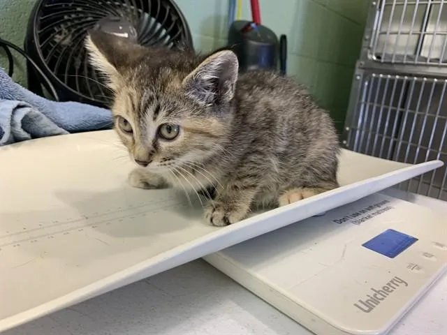 A baby small-sized female Domestic Short Hair cat named Indy for adoption in Grand Prairie, TX