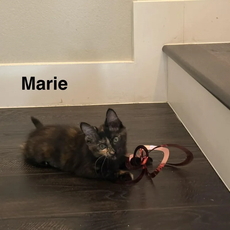 A baby medium-sized female Tortoiseshell Domestic Short Hair cat named Marie for adoption in Houston, TX