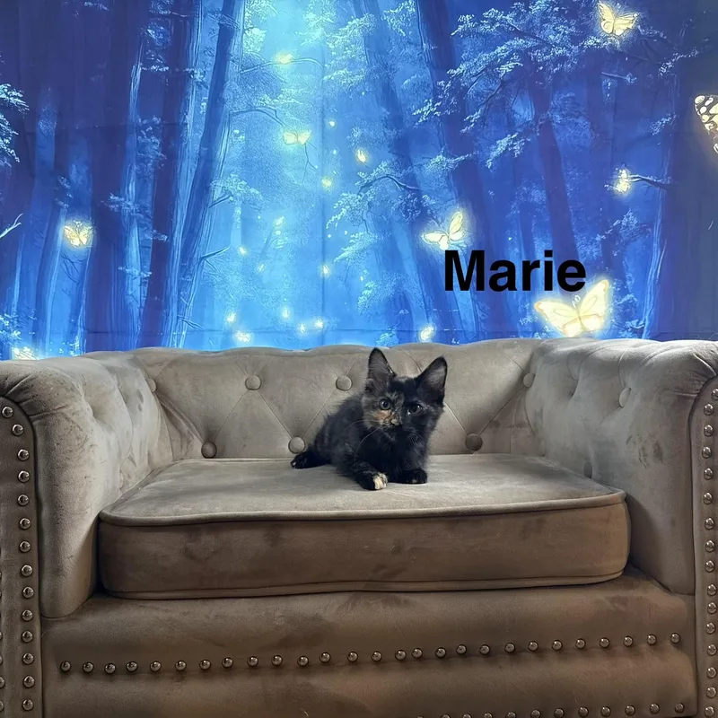 Marie thumbnail 3