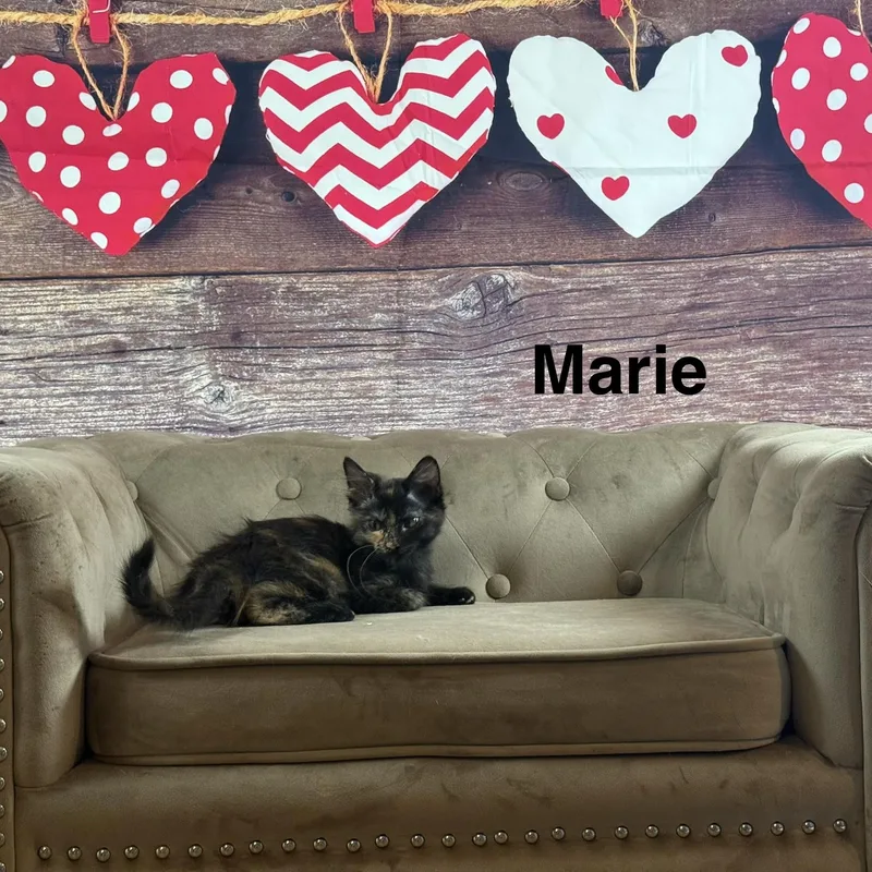 Marie thumbnail 4