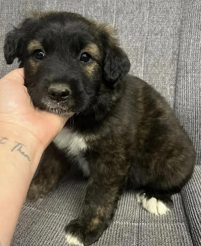 A baby large-sized male Apricot / Beige Border Collie dog named Kelvin for adoption in Hamilton , NJ