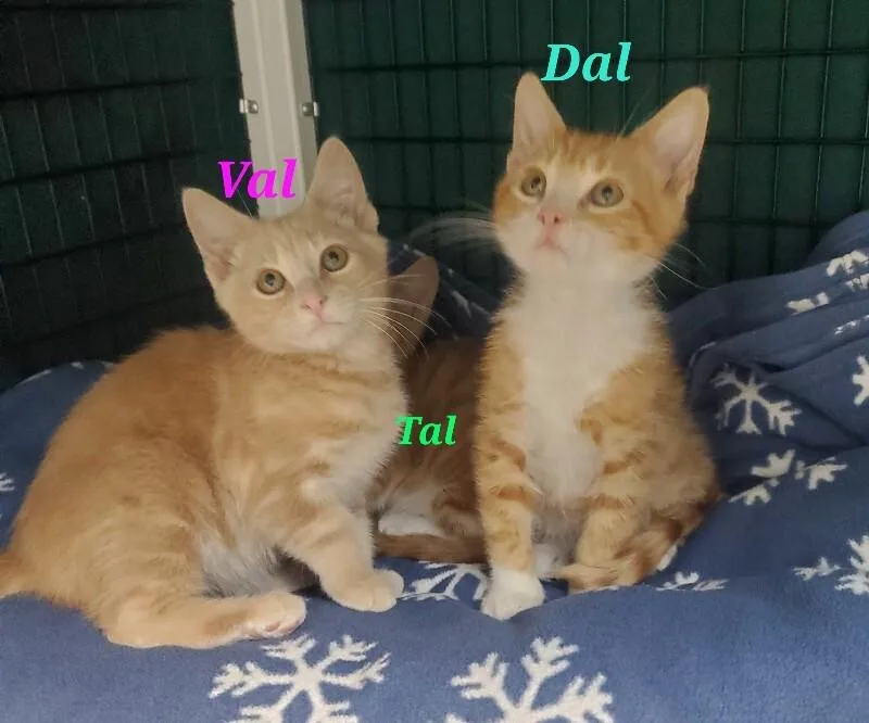 Dal thumbnail 5