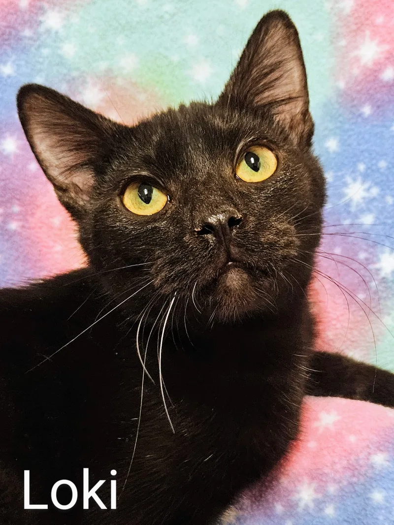 Loki  Rancho Cucamonga