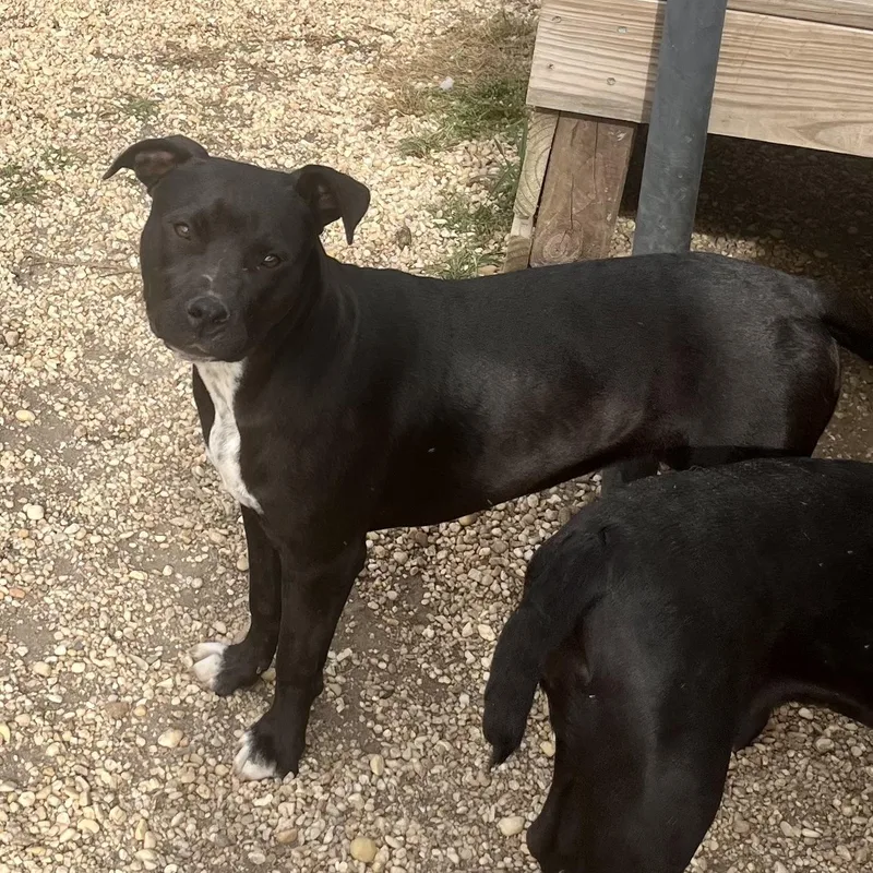 A young medium-sized female Black Pit Bull Terrier dog named Lana for adoption in Brewton, AL