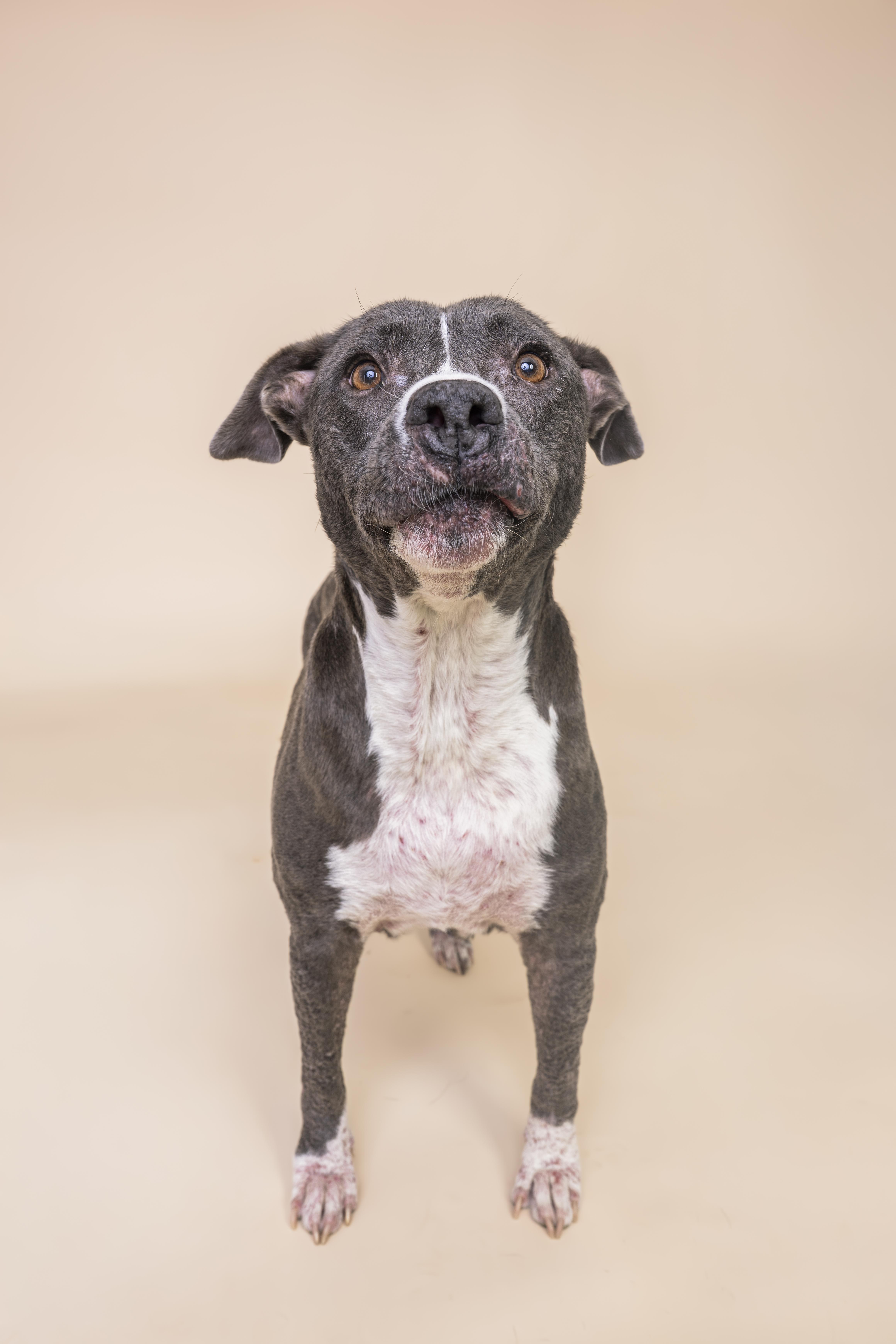 An adult medium-sized female Gray / Blue / Silver Pit Bull Terrier dog named Dolly for adoption in Scottsdale, AZ