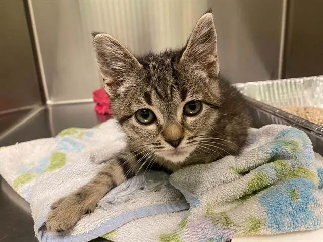 A baby small-sized female Domestic Short Hair cat named Starlight for adoption in Tustin, CA