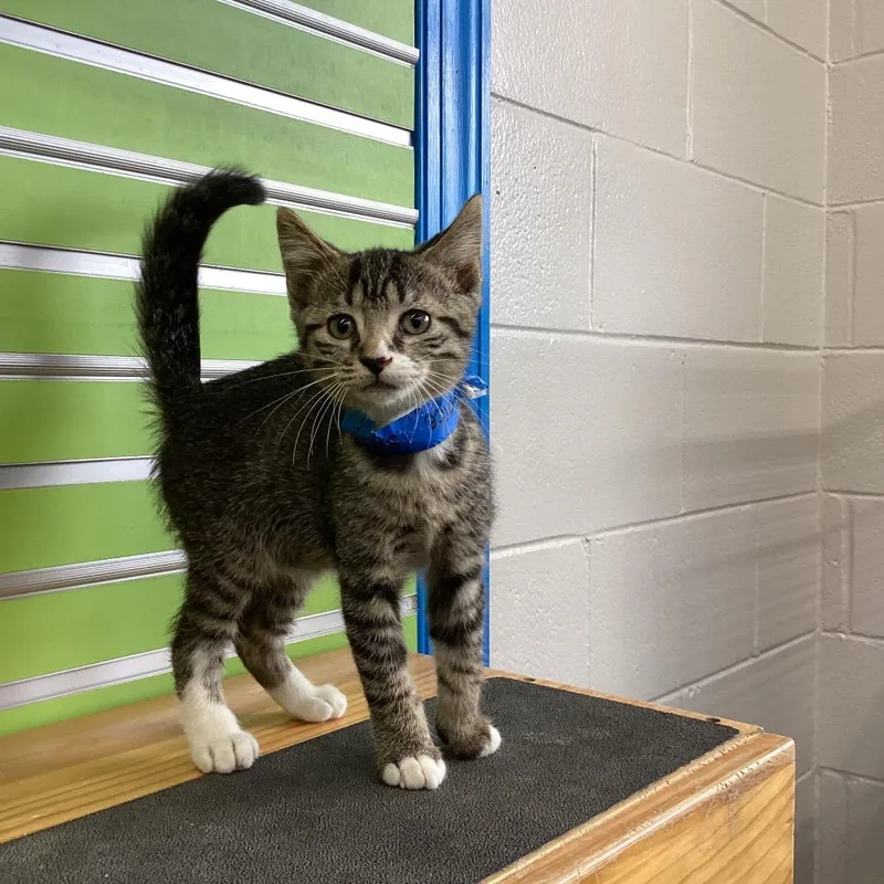 A baby small-sized male Black Domestic Short Hair cat named Spice for adoption in Montgomery, AL