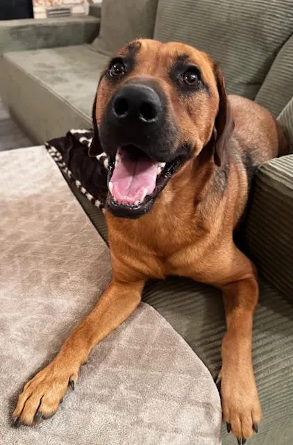 A young medium-sized male Brown / Chocolate Black Mouth Cur dog named King "Twix" Tut for adoption in Livingston, TX