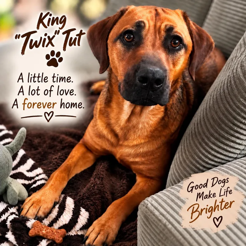 King "Twix" Tut thumbnail 3
