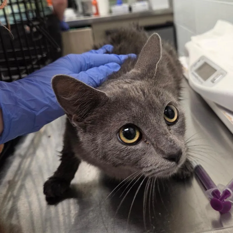A young medium-sized female Gray / Blue / Silver Domestic Short Hair cat named Biggin' for adoption in Chattanooga, TN