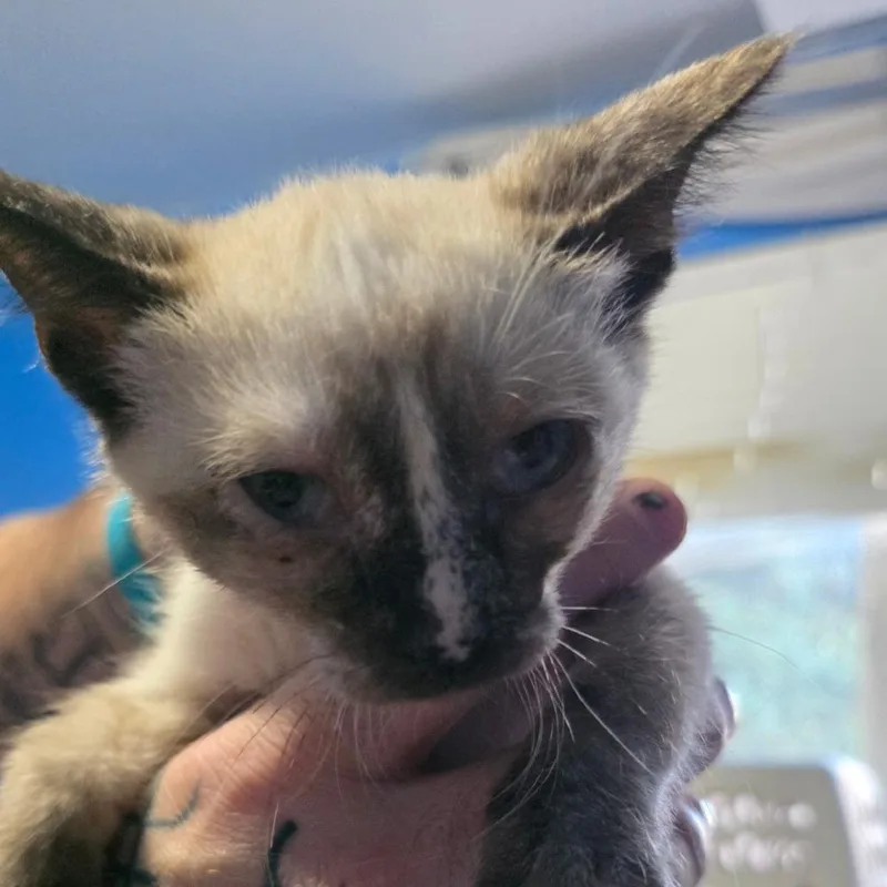 A baby small-sized female Seal Point Domestic Short Hair cat named Rae for adoption in Layton, UT
