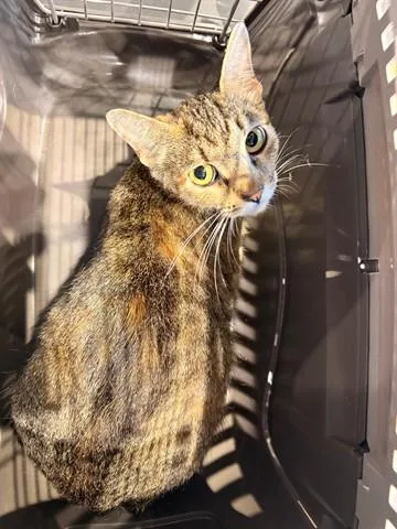 An adult medium-sized female Domestic Short Hair cat named Caramelo for adoption in Garland, TX