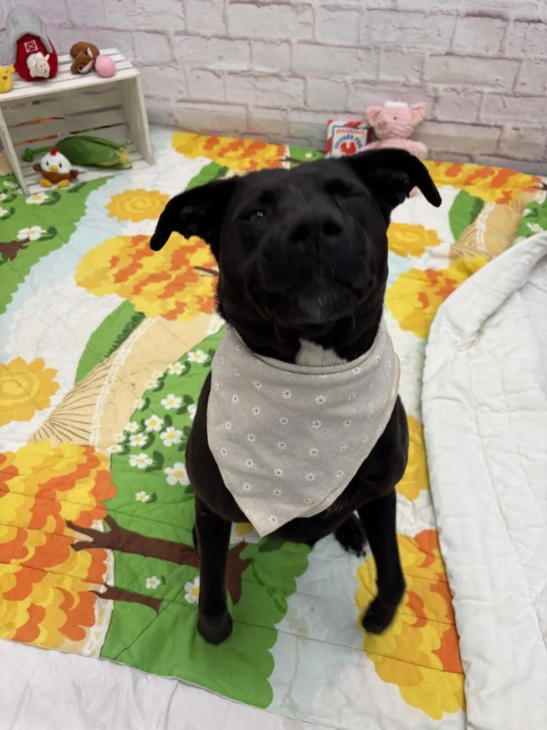 An adult large-sized female Mixed Breed dog named Marigold for adoption in Detroit, MI