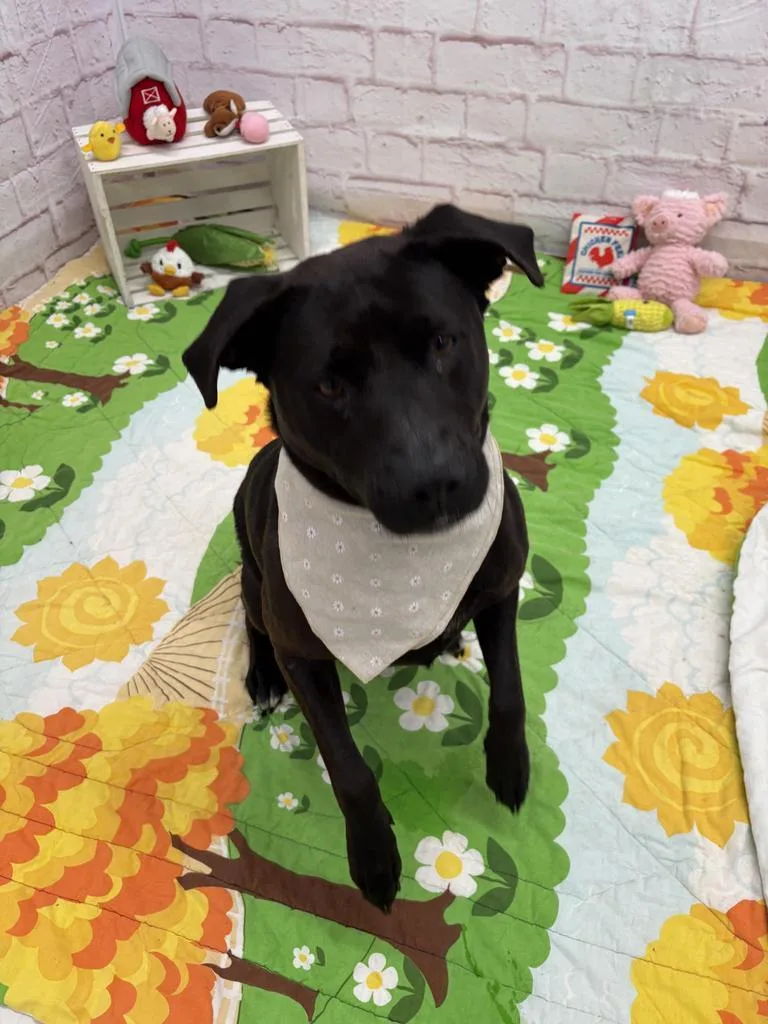 Marigold thumbnail 2