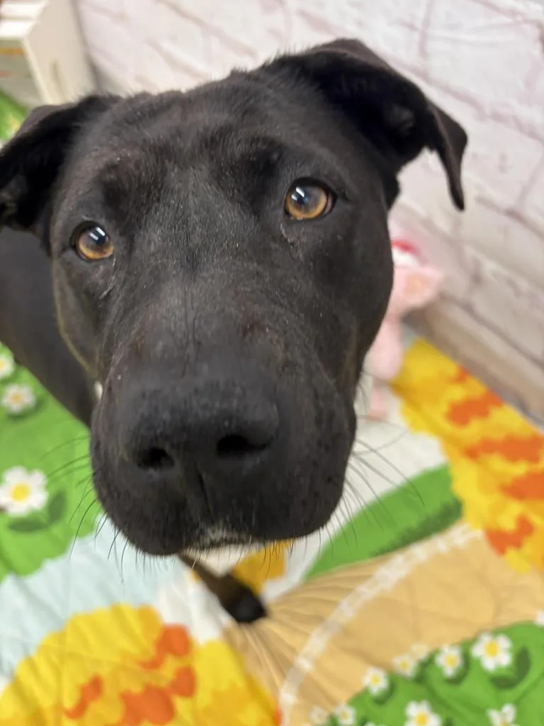 Marigold thumbnail 3