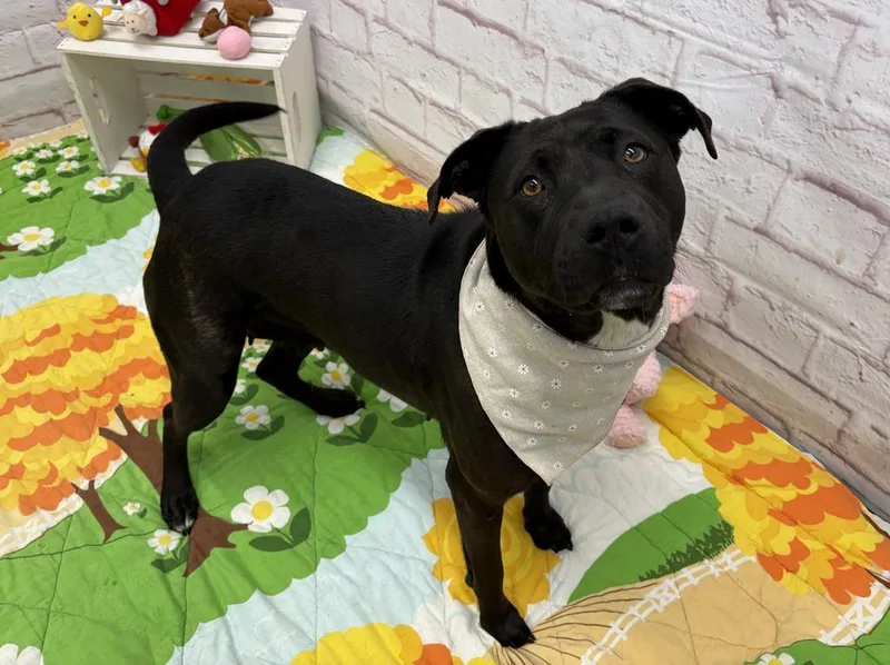 Marigold thumbnail 4