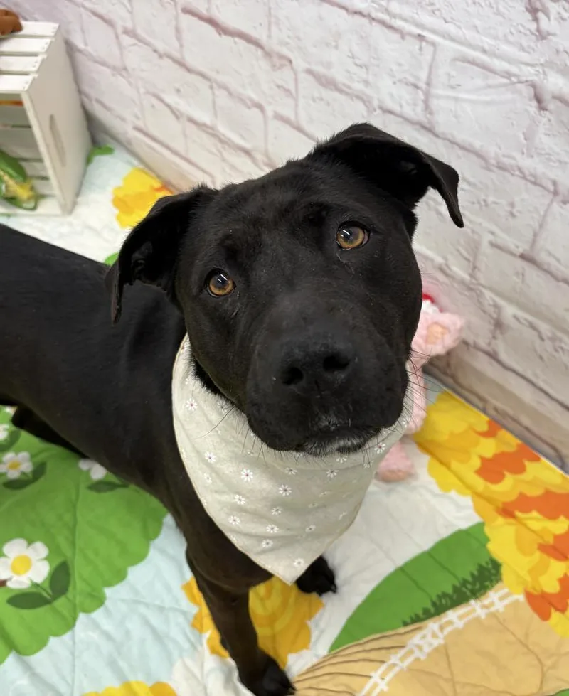 Marigold thumbnail 5