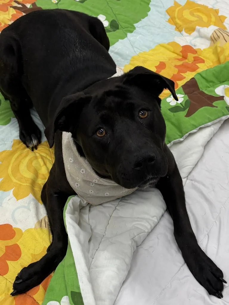 Marigold thumbnail 6