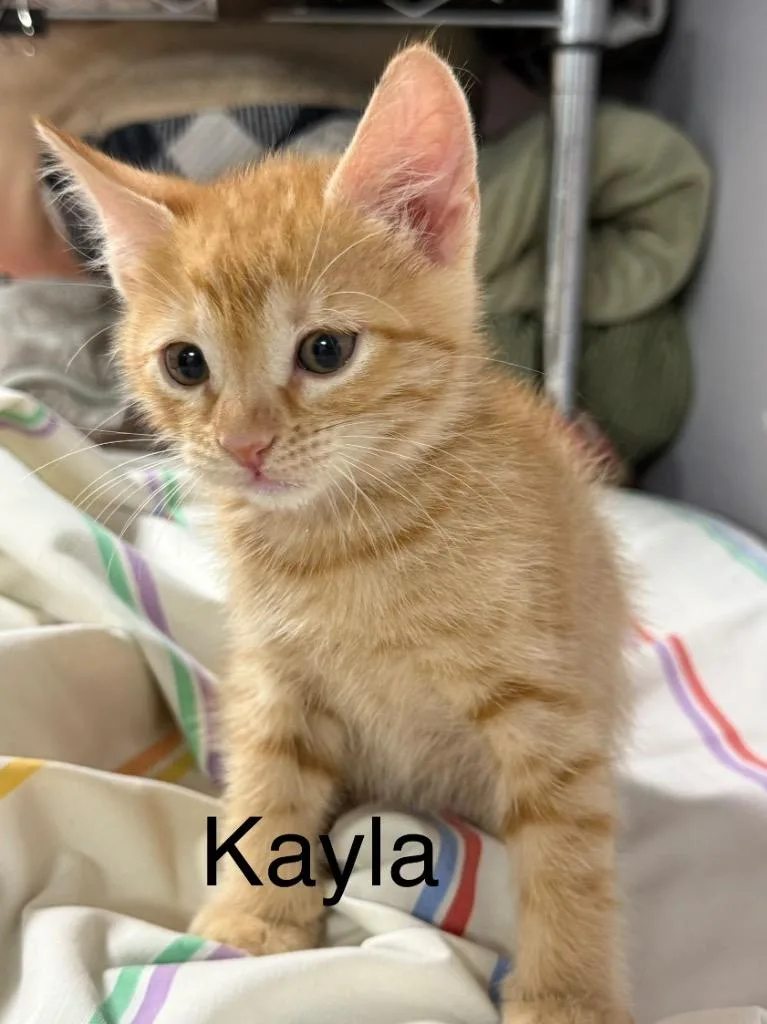 Kayla