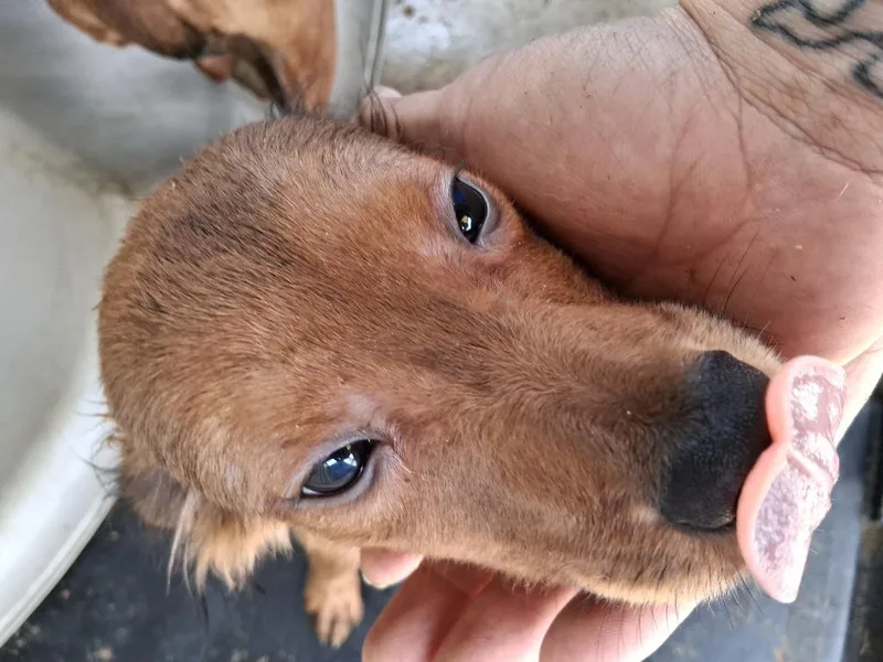 A baby small-sized male Terrier dog named Splinter for adoption in Brownwood, TX