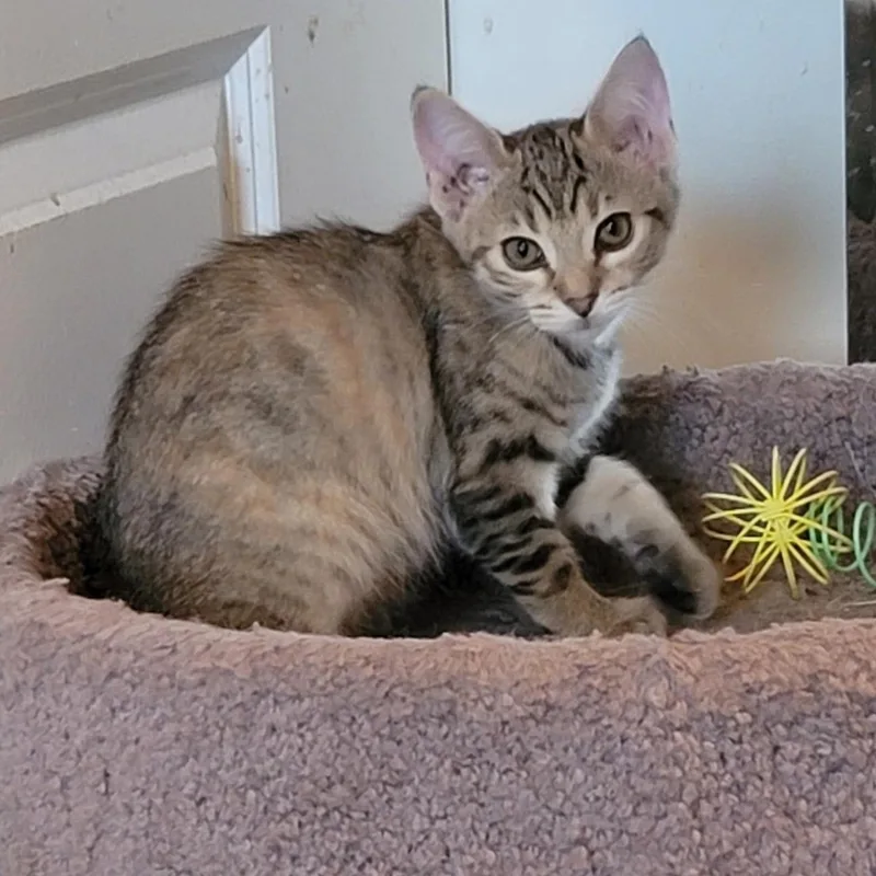 A baby medium-sized female Tabby (Brown / Chocolate) Domestic Short Hair cat named Sofia for adoption in Orlando, FL