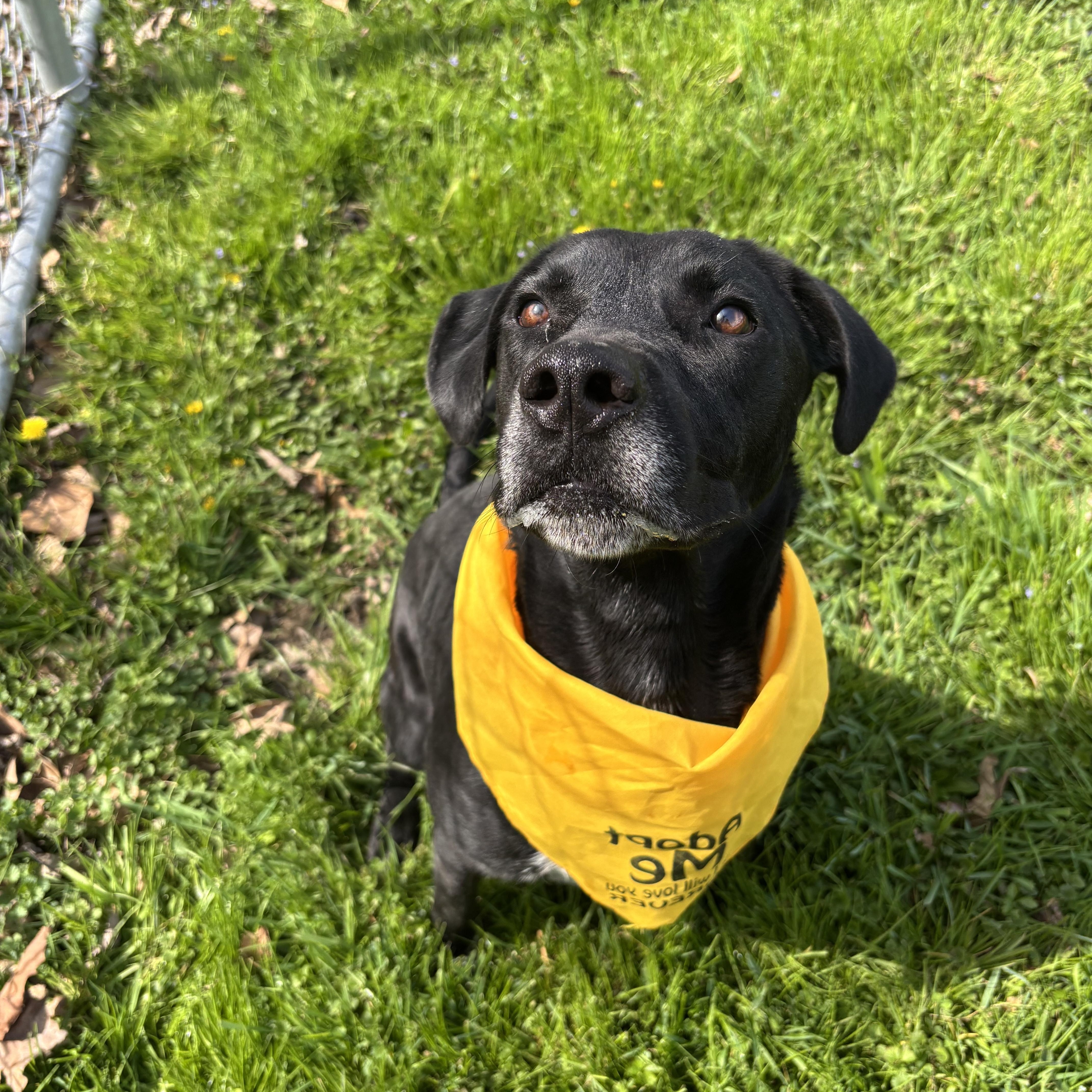 An adult medium-sized male Black Labrador Retriever dog named Adam for adoption in Circleville, OH