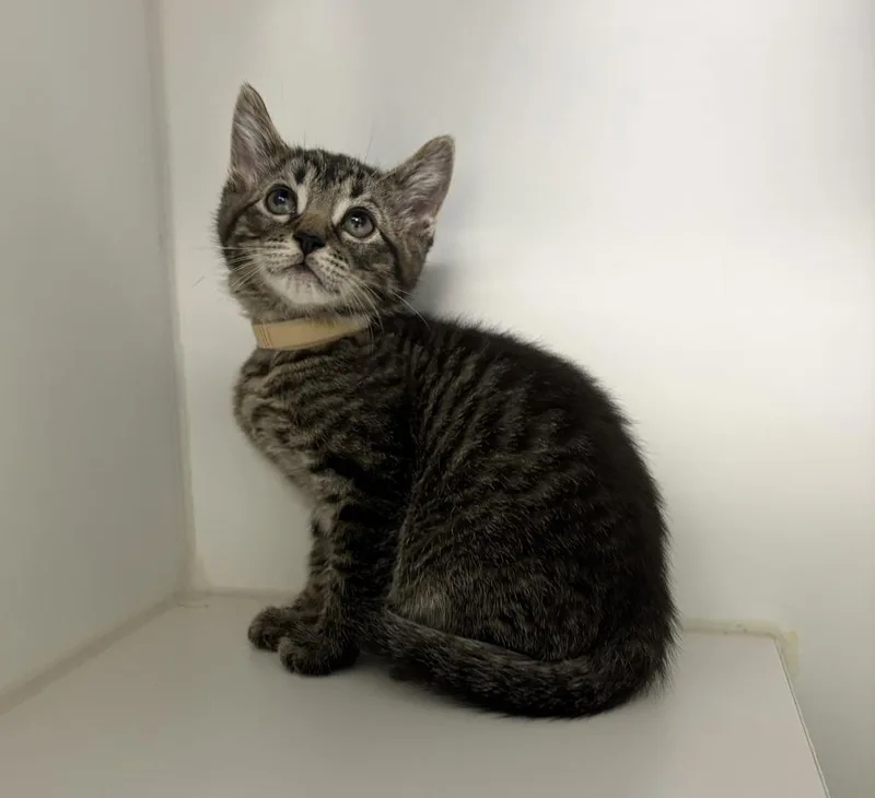A baby small-sized male Brown / Chocolate Domestic Short Hair cat named Elton for adoption in Rochester, IN