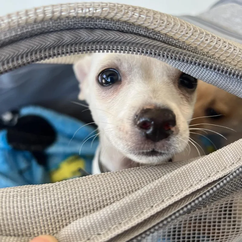 A baby small-sized male White / Cream Chihuahua dog named Venice for adoption in North Hollywood, CA