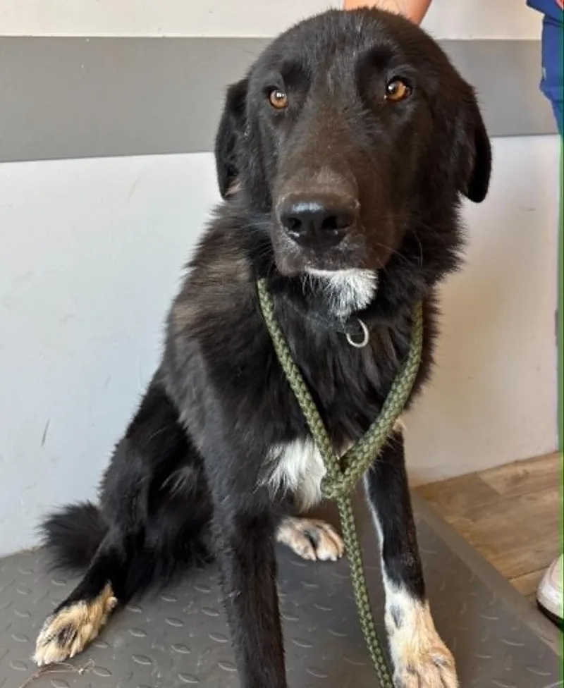An adult large-sized male Border Collie dog named Chiquito for adoption in Thornton, CO